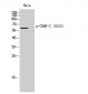 CRMP-2 (phospho Ser522) Polyclonal Antibody