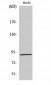 MSK1 (phospho Ser376) Polyclonal Antibody