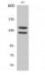 Flg (phospho Tyr154) Polyclonal Antibody