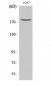 EGFR (phospho Thr678) Polyclonal Antibody