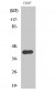 Crk II (phospho Tyr221) Polyclonal Antibody