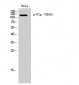 Flg (phospho Tyr654) Polyclonal Antibody