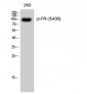 PR (phospho Ser400) Polyclonal Antibody