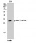 BAM32 (phospho Tyr139) Polyclonal Antibody