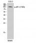 JIP-1 (phospho Thr103) Polyclonal Antibody