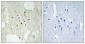 Rb (phospho Thr826) Polyclonal Antibody