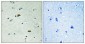 GRB10 (phospho Tyr67) Polyclonal Antibody