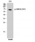 GRB10 (phospho Tyr67) Polyclonal Antibody