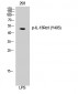 IL-13Rα1 (phospho Tyr405) Polyclonal Antibody