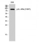 IL-4Rα (phospho Tyr497) Polyclonal Antibody