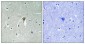 KIR6.2 (phospho Thr224) Polyclonal Antibody