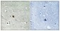 Nek9 (phospho Thr210) Polyclonal Antibody