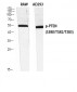 PTEN (phospho Ser380/T382/T383) Polyclonal Antibody