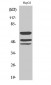 Shc (phospho Tyr427) Polyclonal Antibody