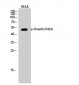 Smad3 (phospho Ser425) Polyclonal Antibody