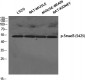 Smad3 (phospho Ser425) Polyclonal Antibody