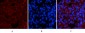 Smad3 (phospho Ser425) Polyclonal Antibody