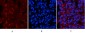 Smad3 (phospho Ser425) Polyclonal Antibody