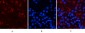 Smad3 (phospho Ser425) Polyclonal Antibody