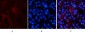 Smad3 (phospho Ser425) Polyclonal Antibody