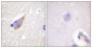 TH (phospho Ser71) Polyclonal Antibody