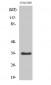Cdk2/Cdc2 (phospho Thr160) Polyclonal Antibody