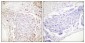 NFκB-p105/p50 (phospho Ser337) Polyclonal Antibody