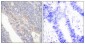 NBK (phospho Thr33) Polyclonal Antibody