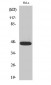 Caspase-9 (phospho Thr125) Polyclonal Antibody