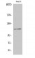 Ksr-1 (phospho Ser392) Polyclonal Antibody