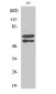 Lyn (phospho Tyr508) Polyclonal Antibody