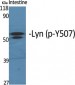 Lyn (phospho Tyr508) Polyclonal Antibody
