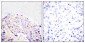 PLC γ1 (phospho Tyr771) Polyclonal Antibody