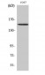 PLC γ1 (phospho Tyr771) Polyclonal Antibody