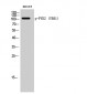 PYK2 (phospho Tyr881) Polyclonal Antibody