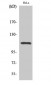 Stat2 (phospho Tyr690) Polyclonal Antibody