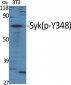 Syk (phospho Tyr348) Polyclonal Antibody