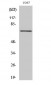 Syk (phospho Tyr525) Polyclonal Antibody