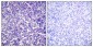 VASP (phospho Ser157) Polyclonal Antibody