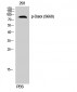 Daxx (phospho Ser668) Polyclonal Antibody