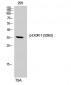 DOR-1 (phospho Ser363) Polyclonal Antibody