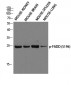 FADD (phospho Ser194) Polyclonal Antibody