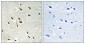 GRF-1 (phospho Tyr1105) Polyclonal Antibody