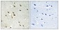 GRF-1 (phospho Tyr1105) Polyclonal Antibody