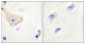 IL-3Rβ (phospho Tyr593) Polyclonal Antibody