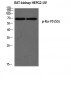 Ku-70 (phospho Ser5) Polyclonal Antibody