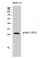 Bcl-2 (phospho Ser87) Polyclonal Antibody