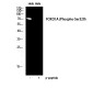 FoxO1A (phospho Ser329) Polyclonal Antibody