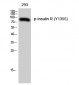 Insulin R (phospho Tyr1355) Polyclonal Antibody