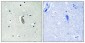 c-Kit (phospho Tyr936) Polyclonal Antibody